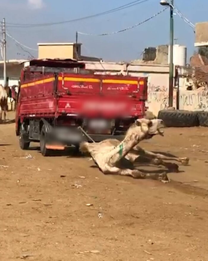 Merecen La Pena Los Paseos En Camello PETA Latino