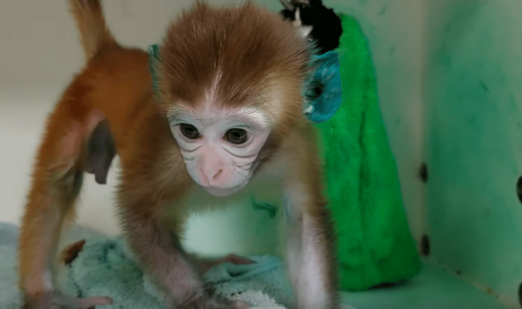 https://investigaciones.petalatino.com/wp-content/uploads/2021/01/VIV-Wisconsin-National-Primate-Research-Center-WNPRC-NPRC-infant-monkey-baby-primate-tattoo-ink-ears-VS.png