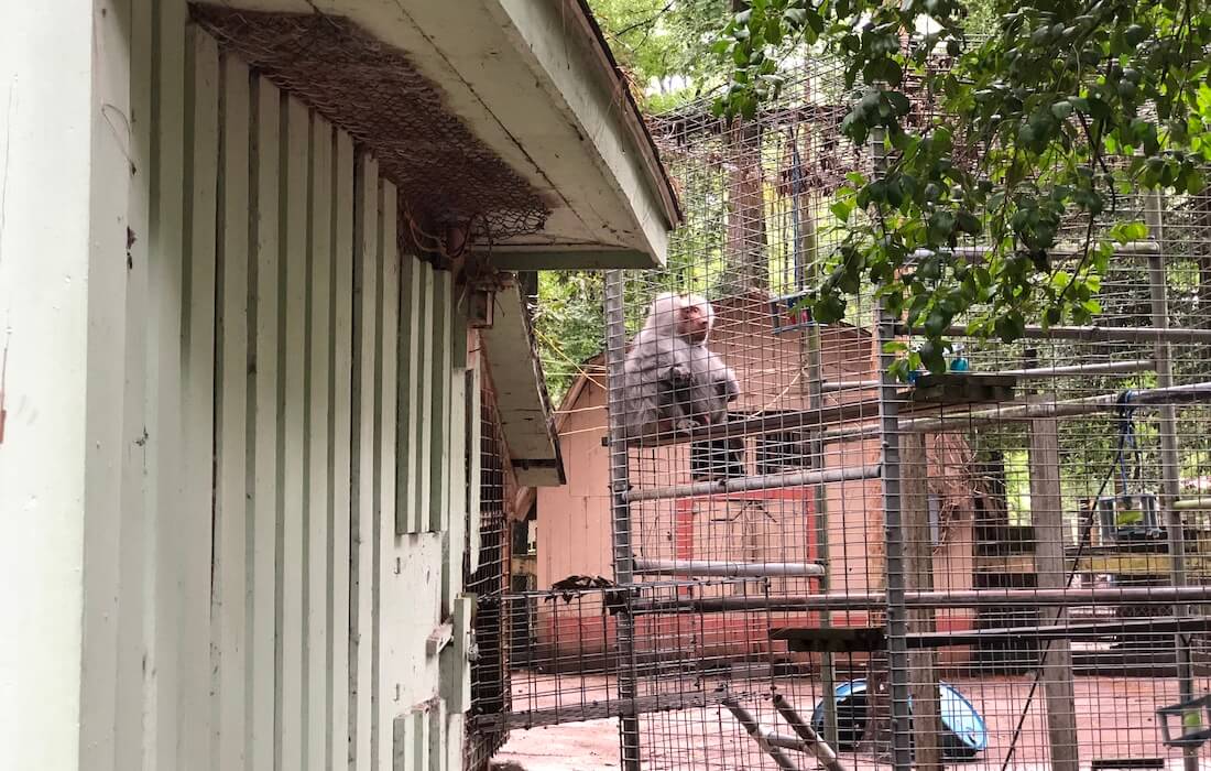 A baboon at Waccatee zoo.