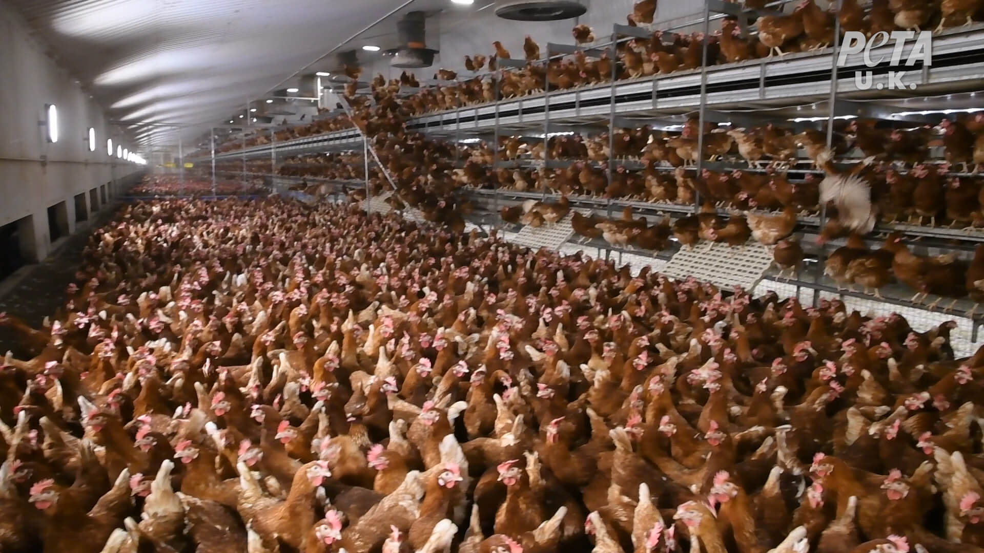https://investigaciones.petalatino.com/wp-content/uploads/2021/02/VEG-UK-Happy-Egg-Investigation-Chickens-Hens-01.jpg