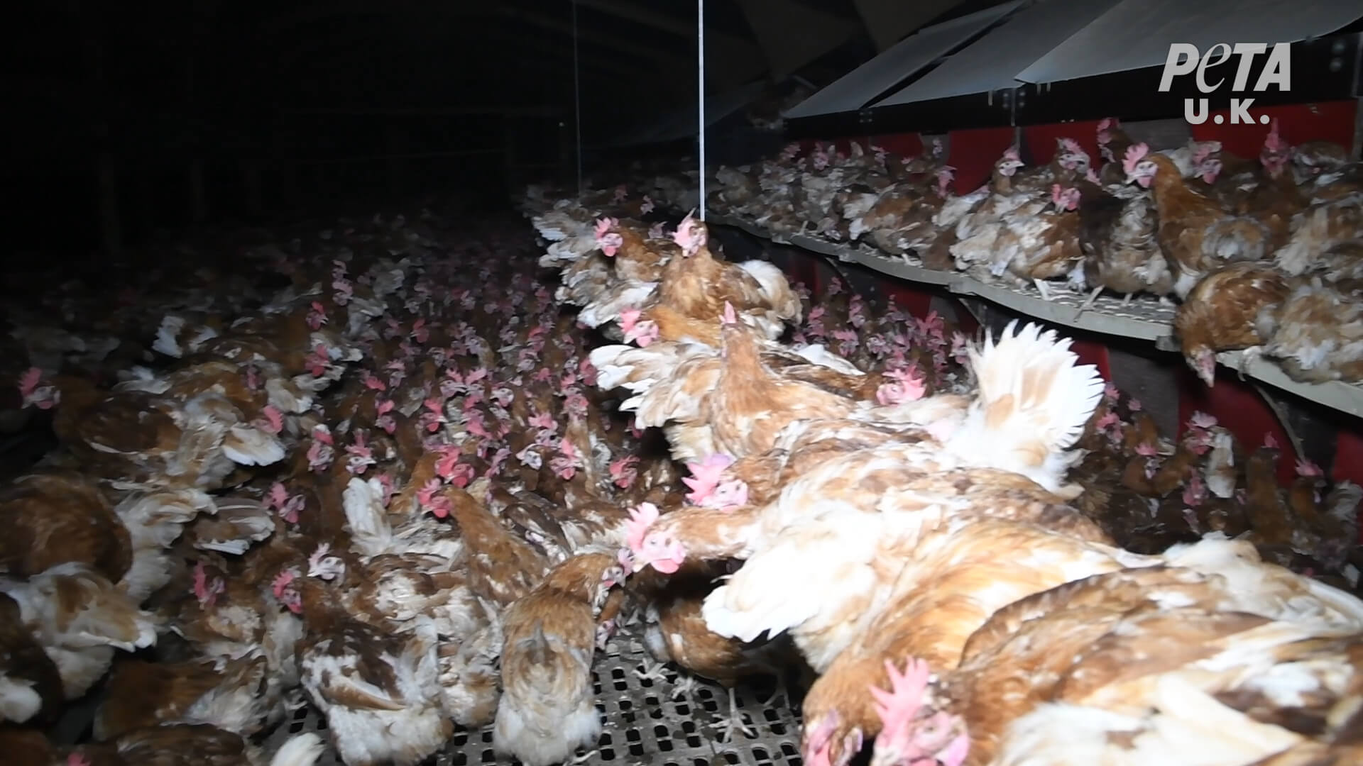 https://investigaciones.petalatino.com/wp-content/uploads/2021/02/VEG-UK-Happy-Egg-Investigation-Chickens-Hens-02.jpg