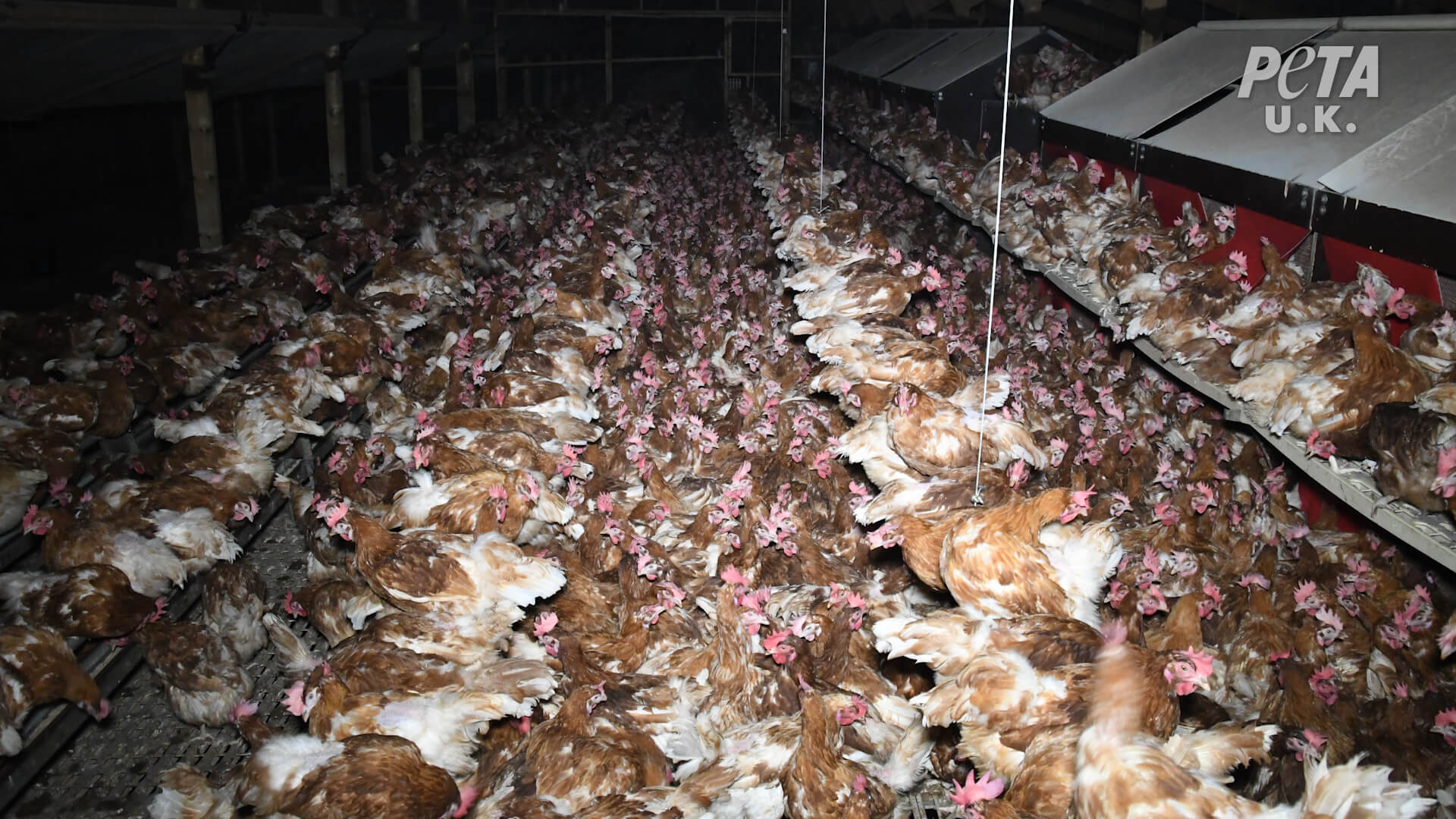 https://investigaciones.petalatino.com/wp-content/uploads/2021/02/VEG-UK-Happy-Egg-Investigation-Chickens-Hens-04.jpg