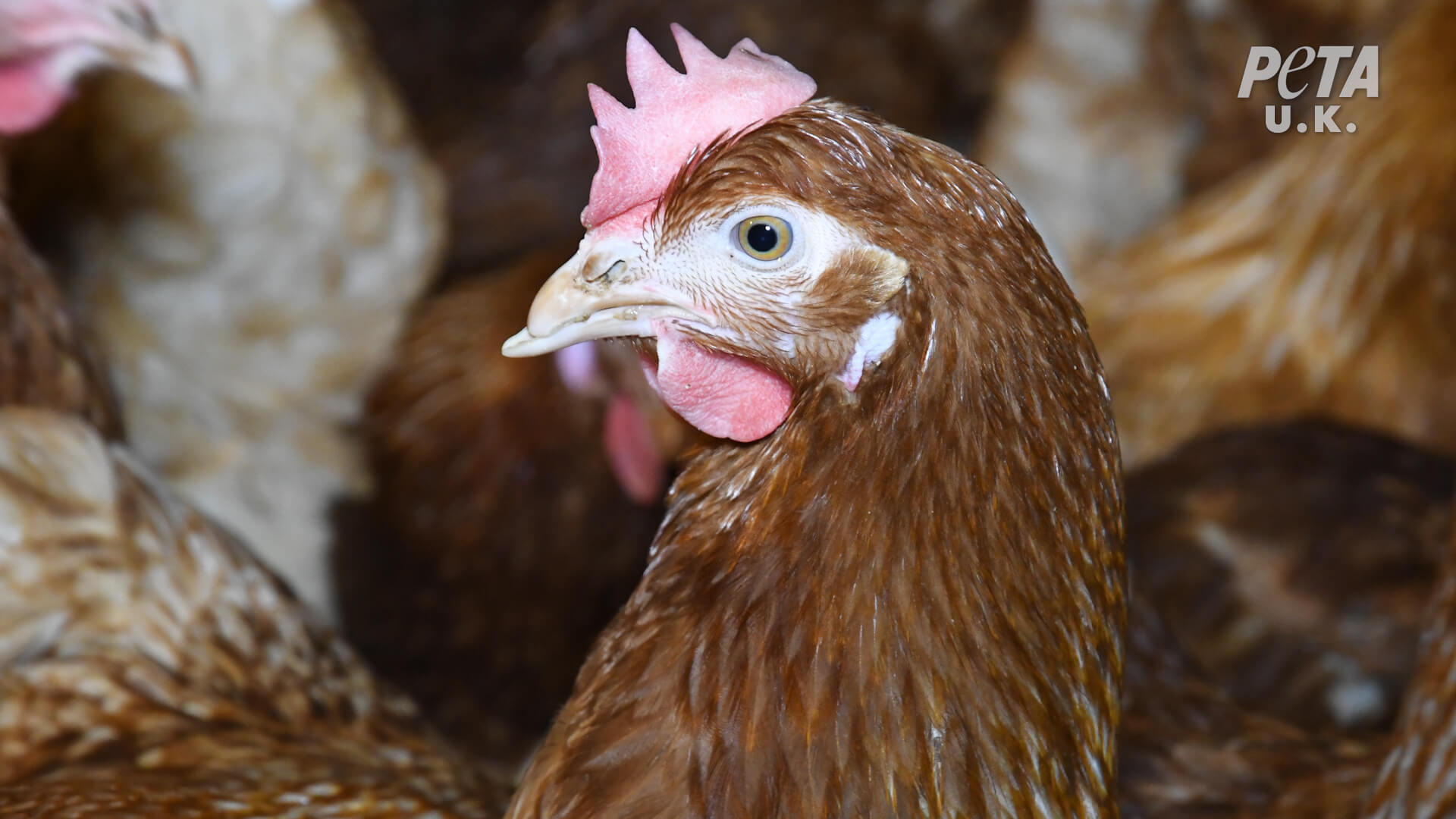 https://investigaciones.petalatino.com/wp-content/uploads/2021/02/VEG-UK-Happy-Egg-Investigation-Chickens-Hens-06.jpg