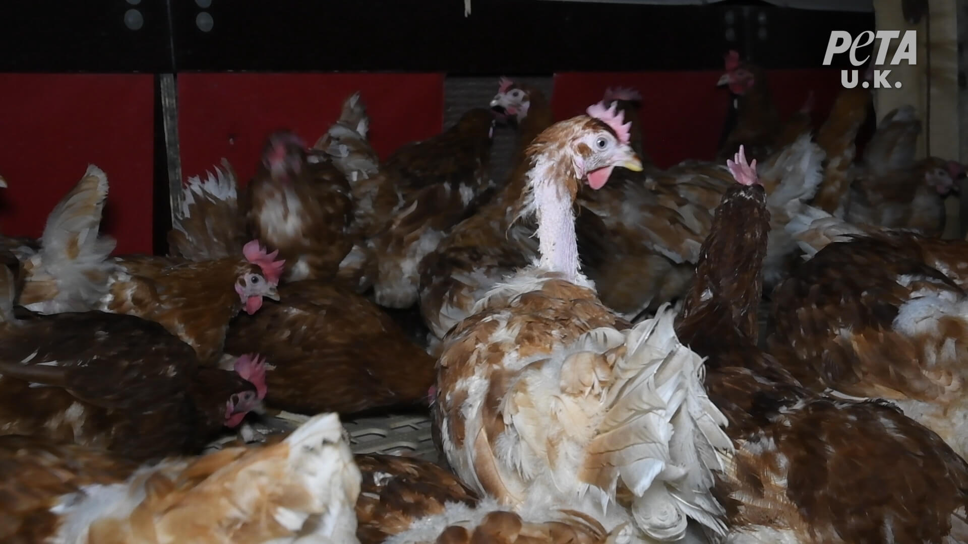 https://investigaciones.petalatino.com/wp-content/uploads/2021/02/VEG-UK-Happy-Egg-Investigation-Chickens-Hens-07.jpg