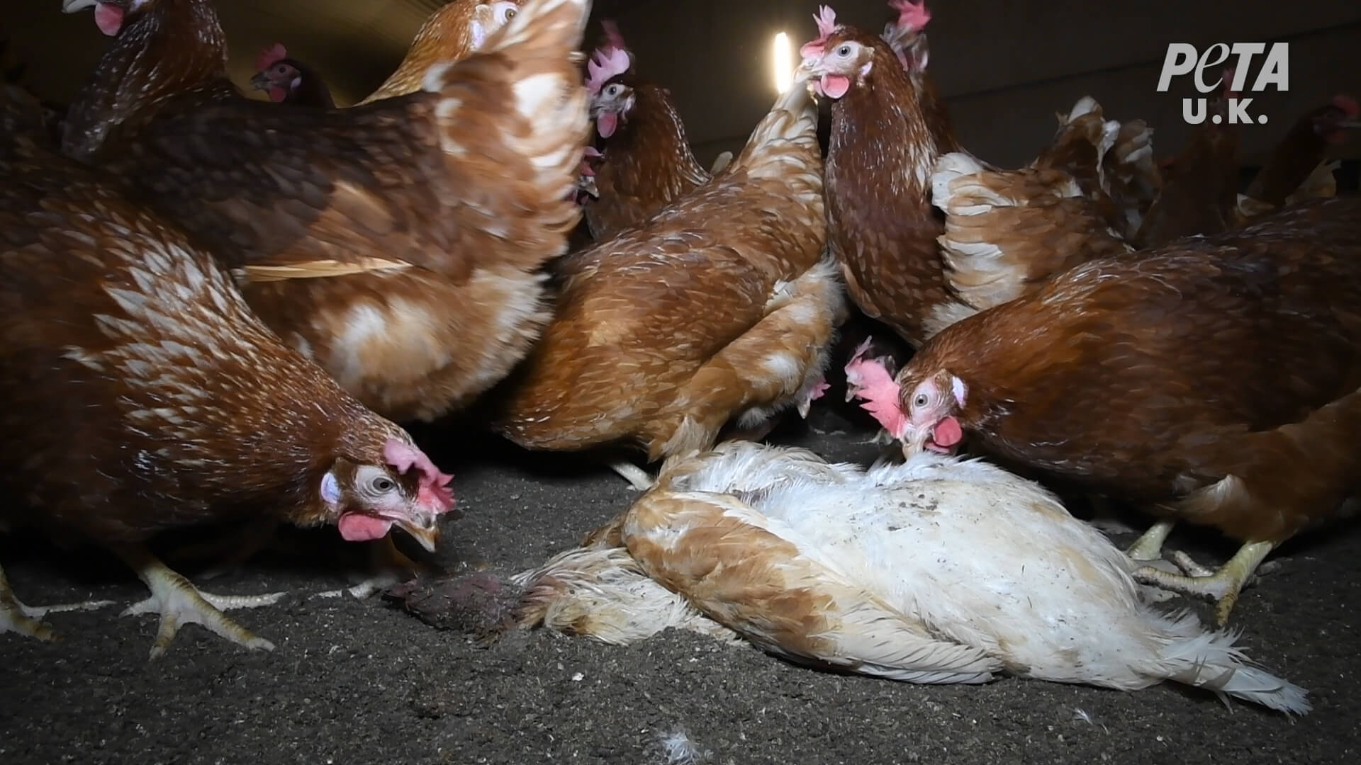 https://investigaciones.petalatino.com/wp-content/uploads/2021/02/VEG-UK-Happy-Egg-Investigation-Chickens-Hens-13.jpg