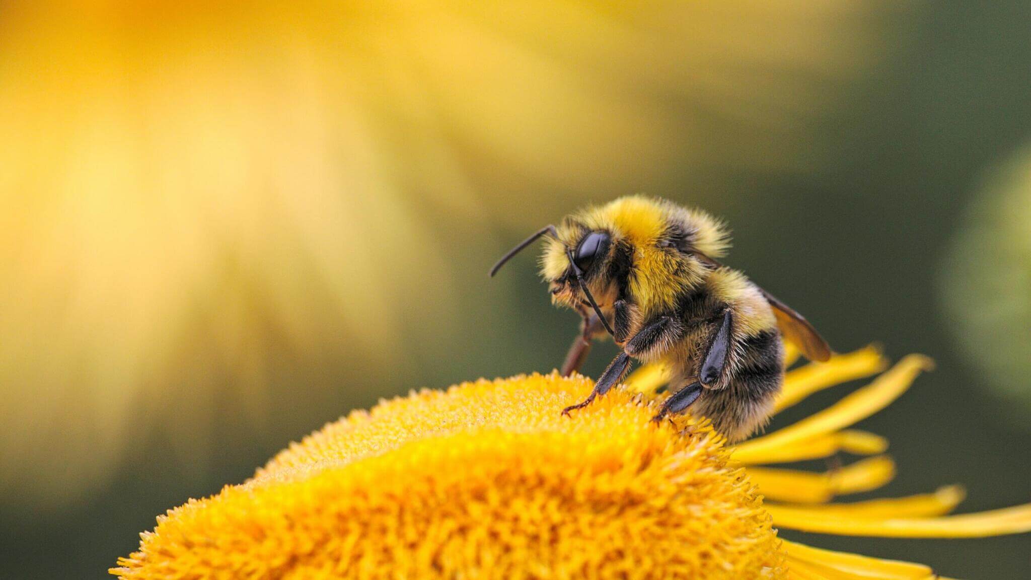 https://investigaciones.petalatino.com/wp-content/uploads/2021/04/WLD-Fuzzy-Bee-Yellow-Flower-NC.jpg