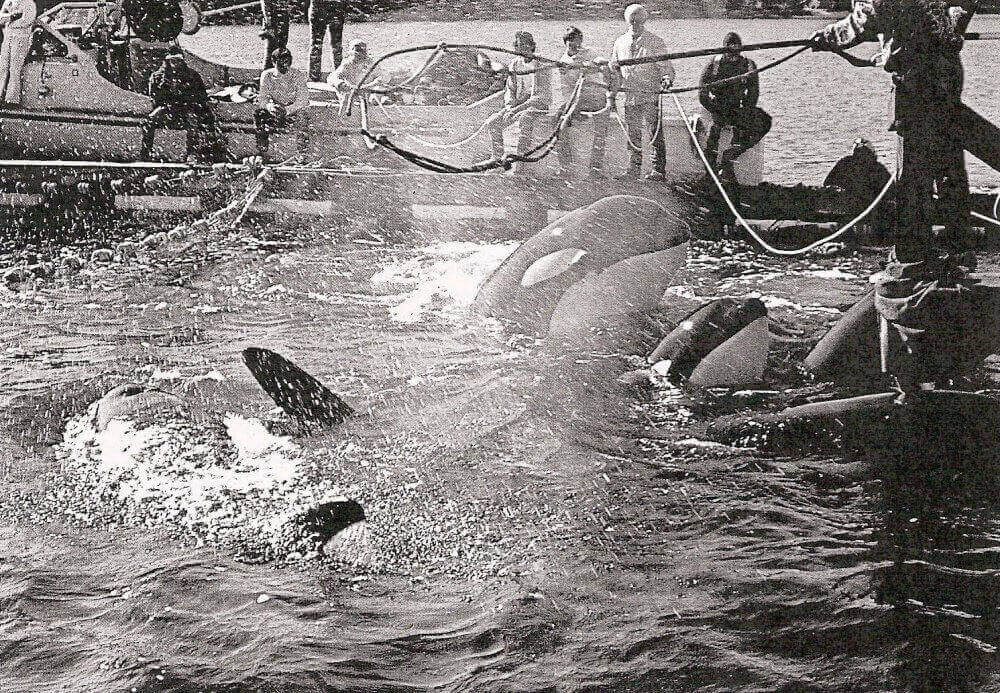 Así capturaron a Lolita y a su familia en los años 70. Es la historia real de una orca a quien le robaron su vida hace 50 años.
