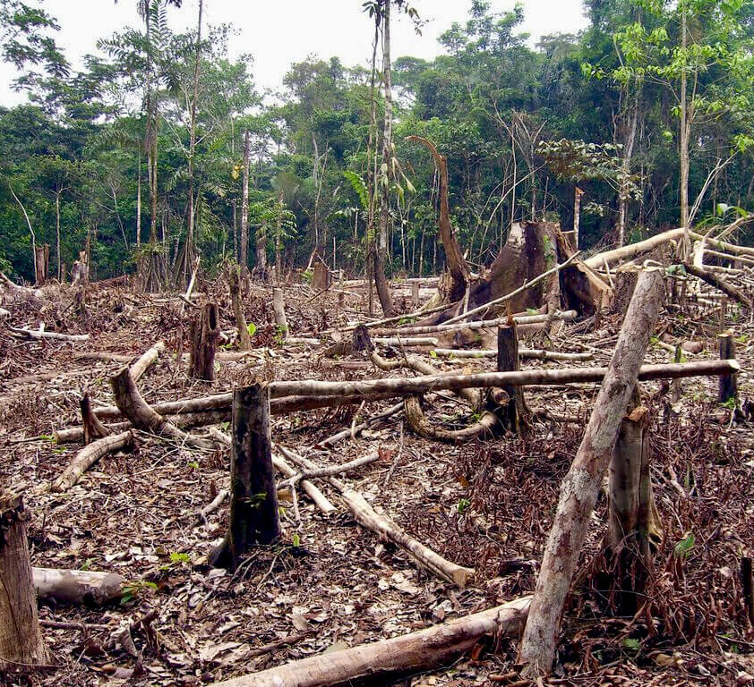 Slash and burn agriculture in the Amazon.