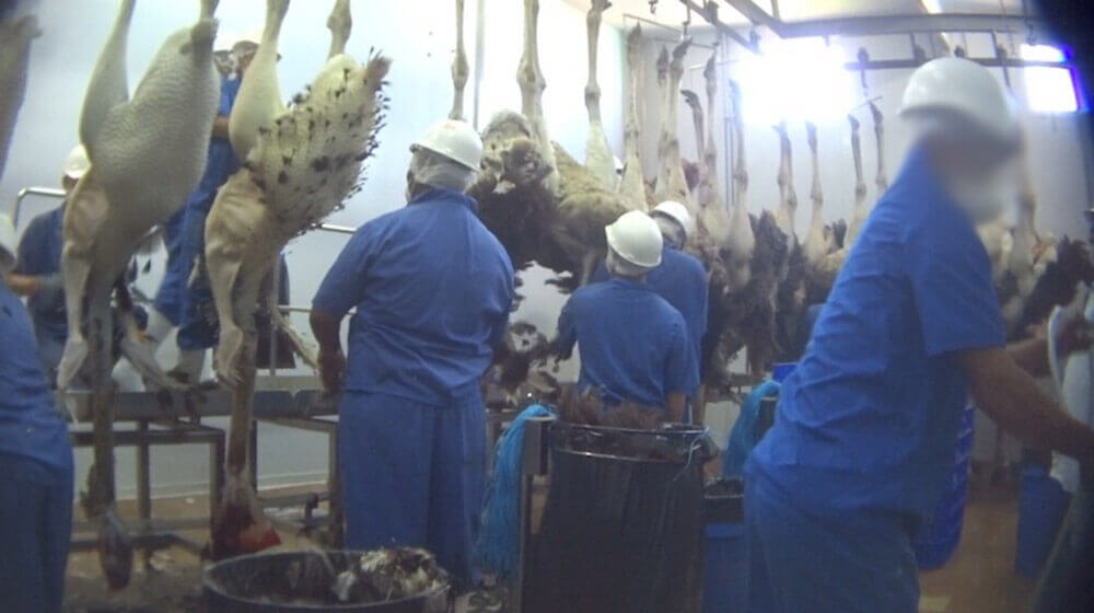 Ostriches in a slaughterhouse
