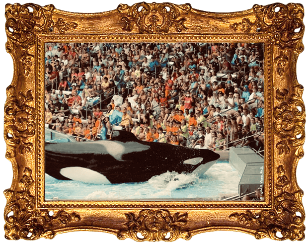 An audience watches as an orca beaches himself on the edge of a marine park pool.