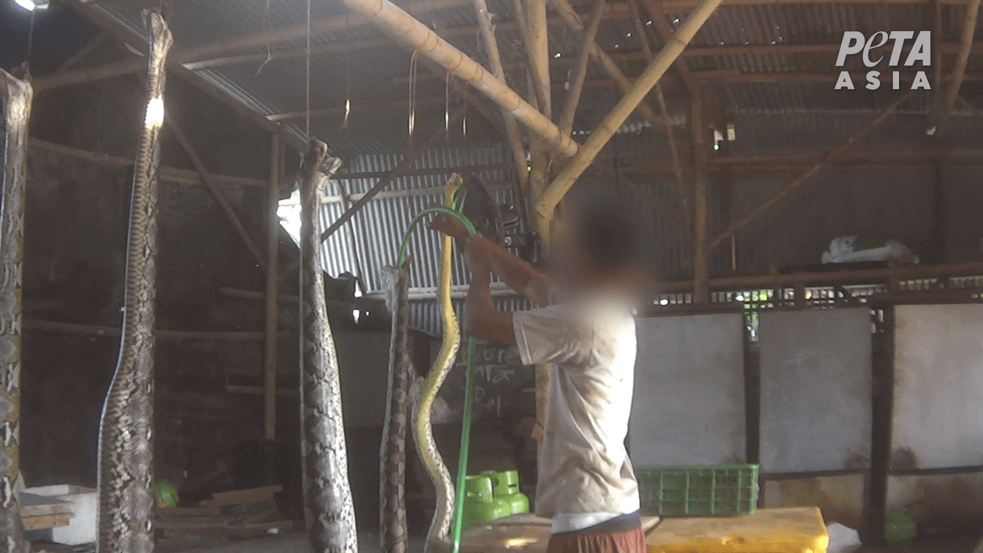 Worker inflating python at slaughterhouse supplying LVMH