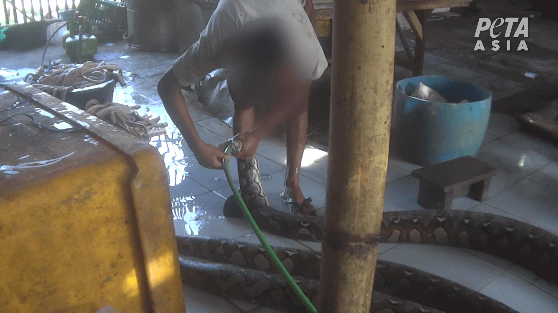 Worker inflating python at slaughterhouse supplying LVMH