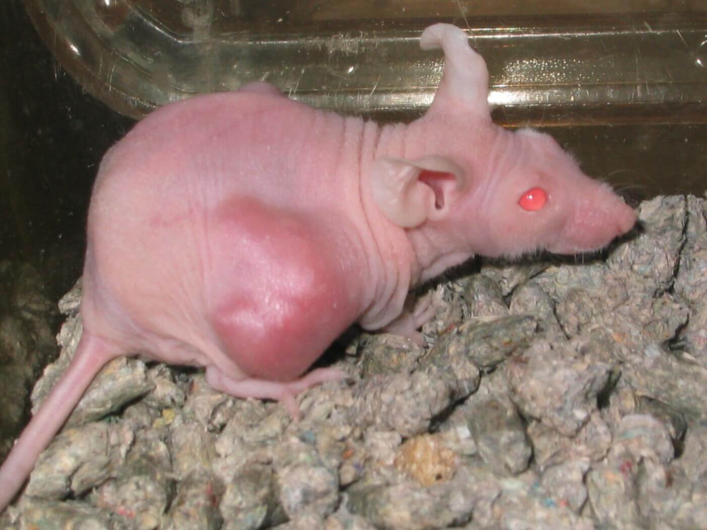 A nude rat used for experiments, with a tumor.