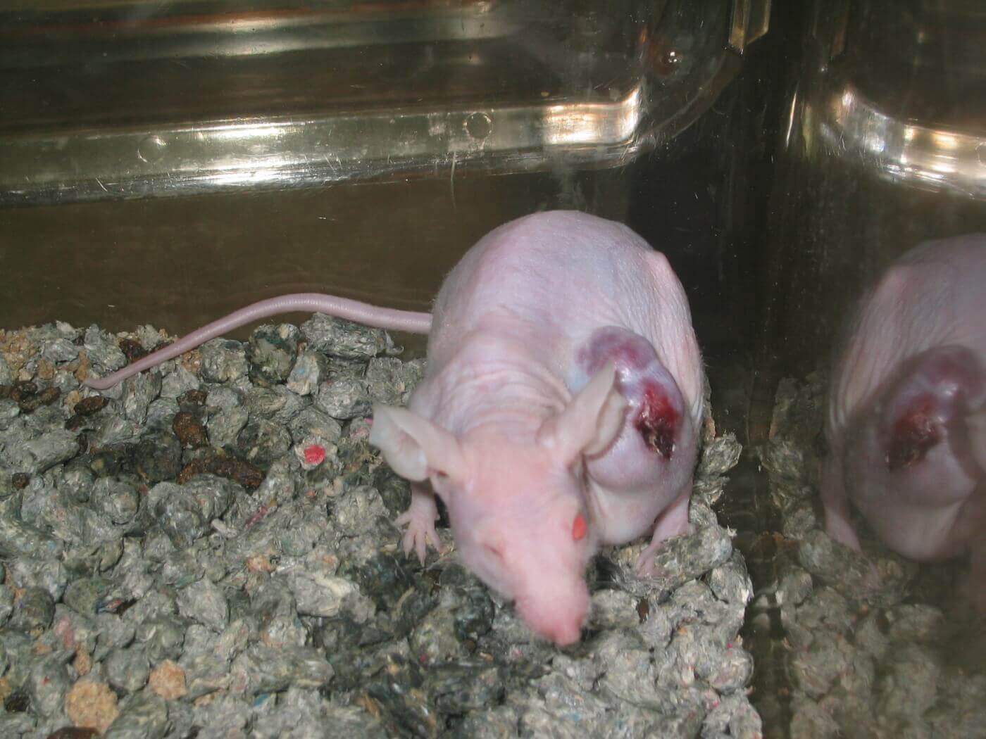 A nude rat used for experiments, with a tumor.