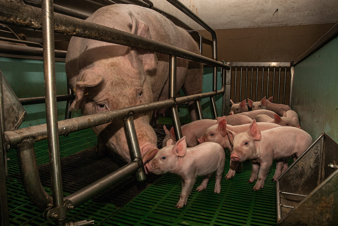 A mother pig in a gestation crate, looking at piglets.