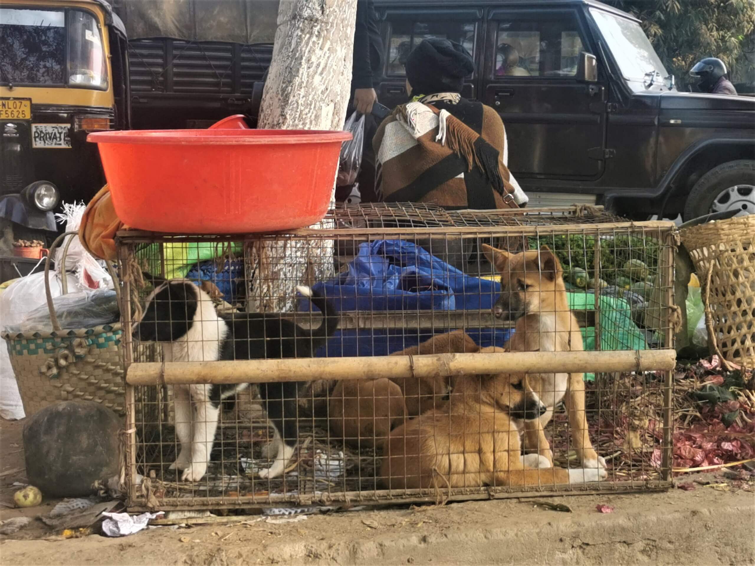 Dogs for sale in live animal market in India.