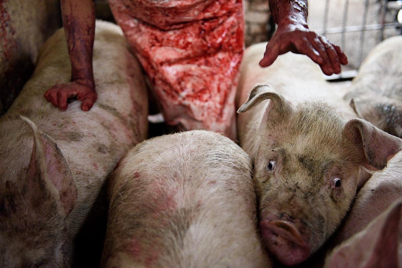 Pigs are driven to the slaughter zone screaming, being beaten and electrically shocked. Ocoyoacac (State of Mexico), 2016.