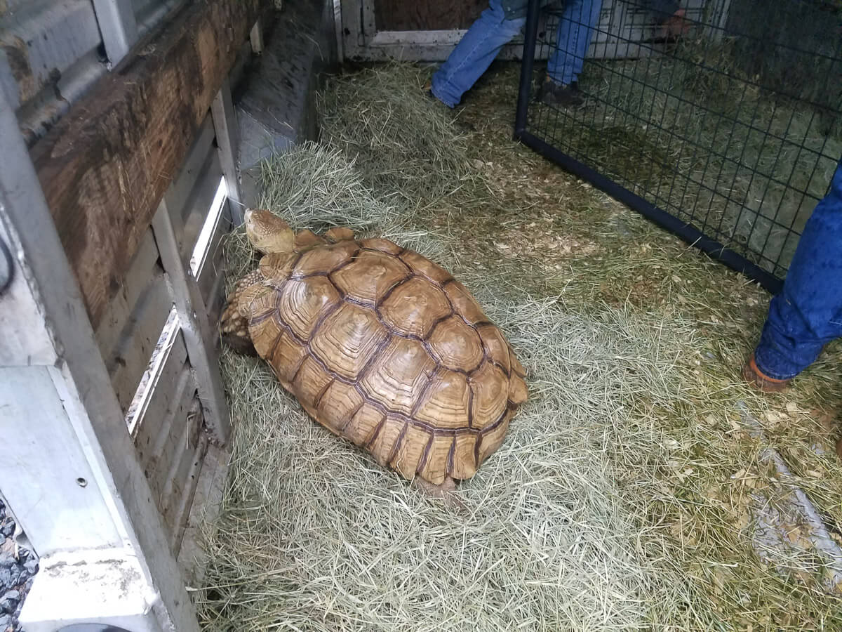 https://investigaciones.petalatino.com/wp-content/uploads/2021/12/tortoise_sold_at_auction_by_hollywild_animal_park.jpg