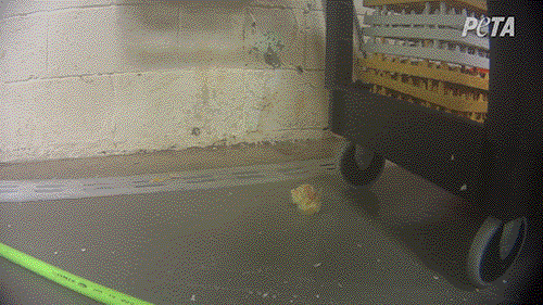 chick moving on floor of hatchery