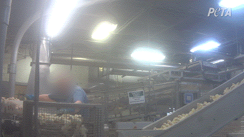 chicks going up conveyor belt at chicken hatchery