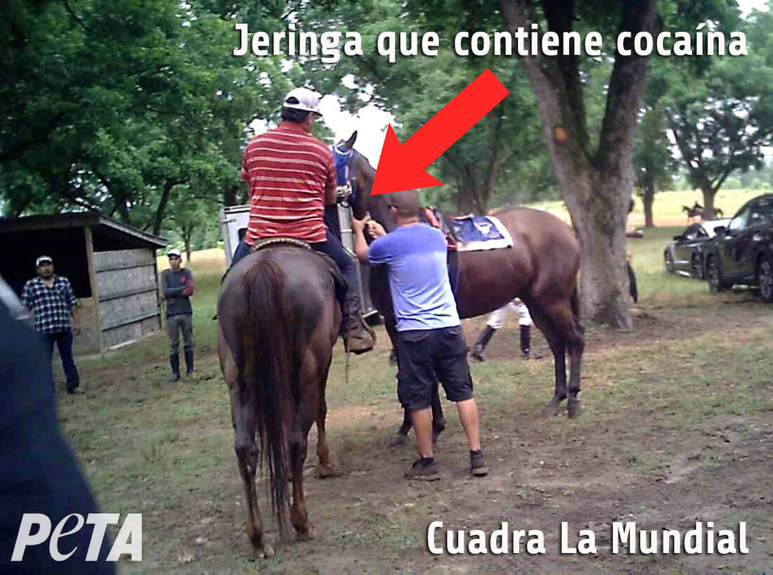 https://investigaciones.petalatino.com/wp-content/uploads/2022/07/ENT-Horse-Doping-Cudra-La-Mundial-PO-VS.jpg