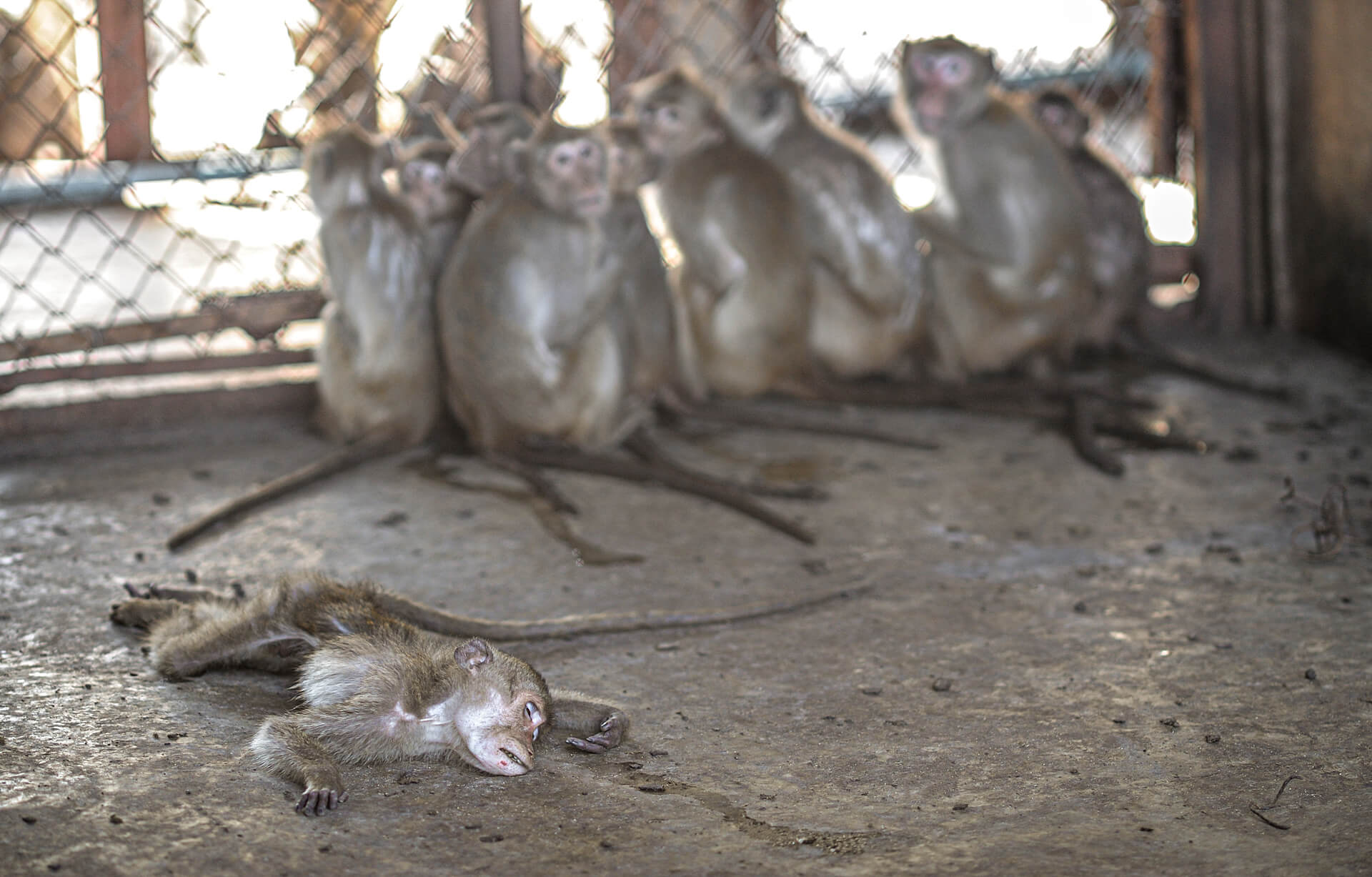 https://investigaciones.petalatino.com/wp-content/uploads/2022/07/VIV-A-dead-macaque-at-macaque-breeding-facility-Jo-Anne-McArthur-We-Animals-Media-WAM10526-1.jpg
