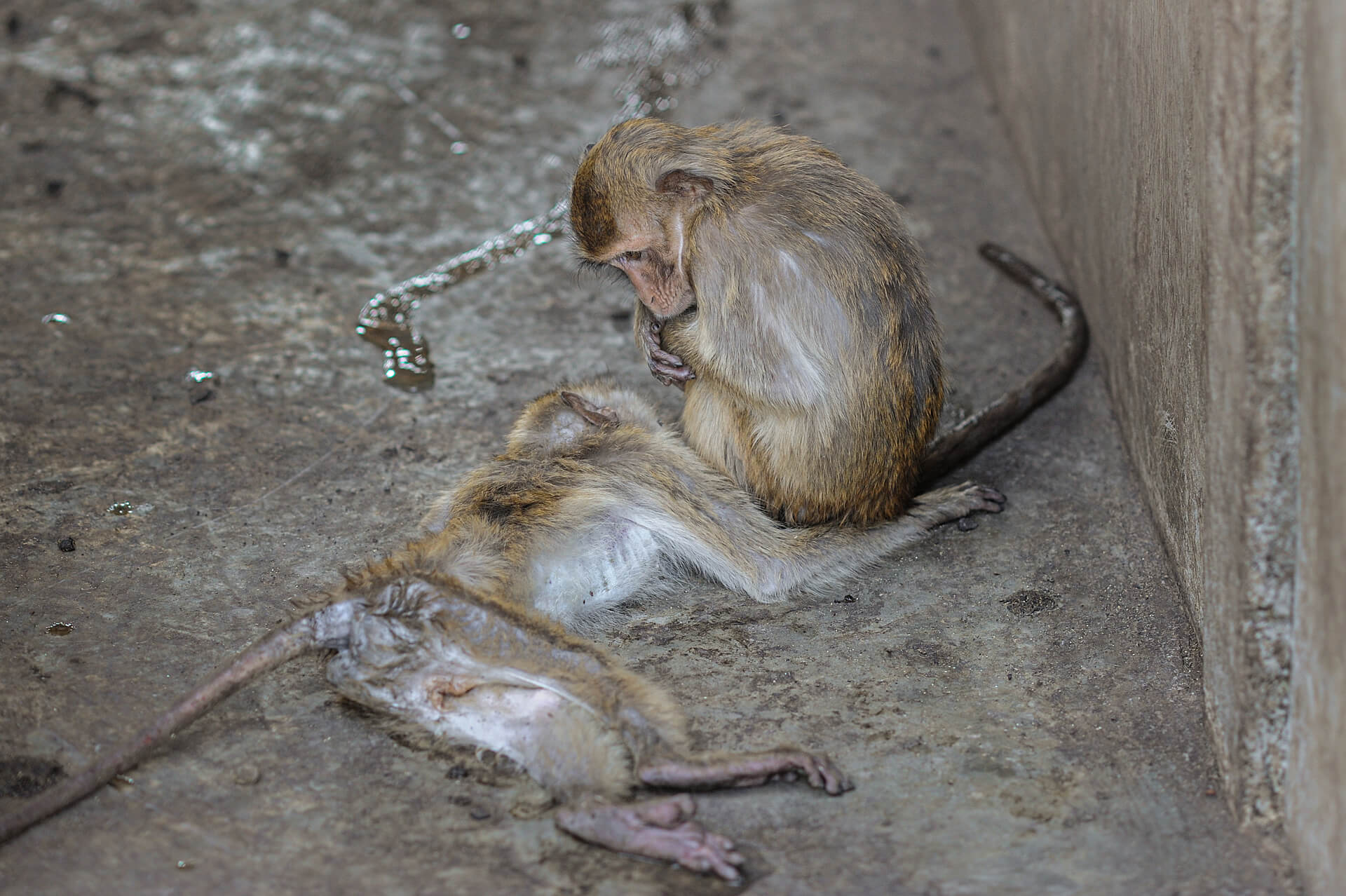 https://investigaciones.petalatino.com/wp-content/uploads/2022/07/VIV-Monkey-A-dead-macaque-at-macaque-breeding-facility-Jo-Anne-McArthur-We-Animals-Media-WAM10528.jpg