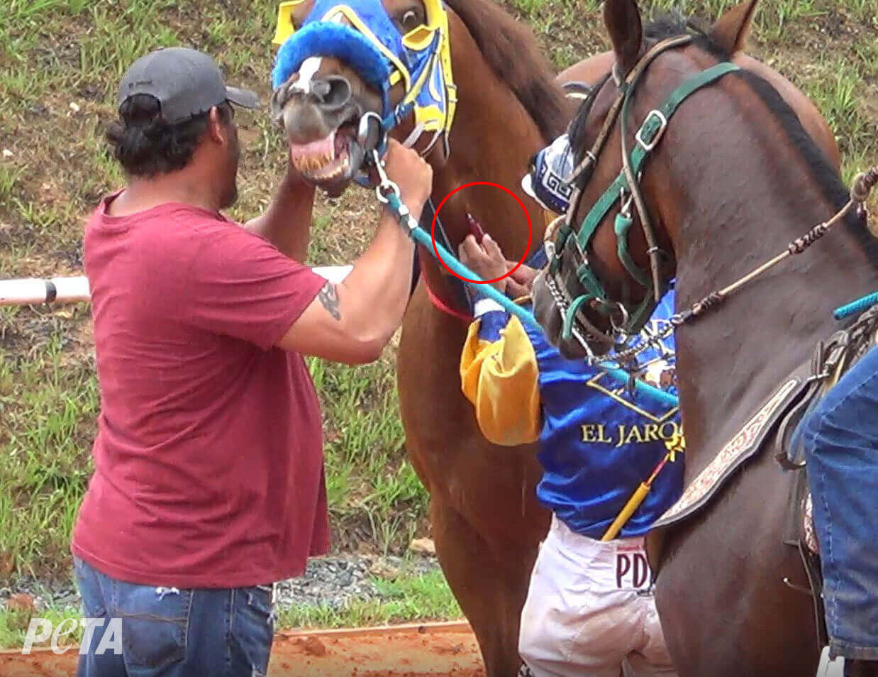https://investigaciones.petalatino.com/wp-content/uploads/2022/07/man-injecting-horse-neck.jpg