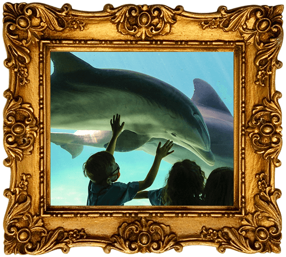 Children observe dolphins in a tank, one child reaches up to touch the glass.