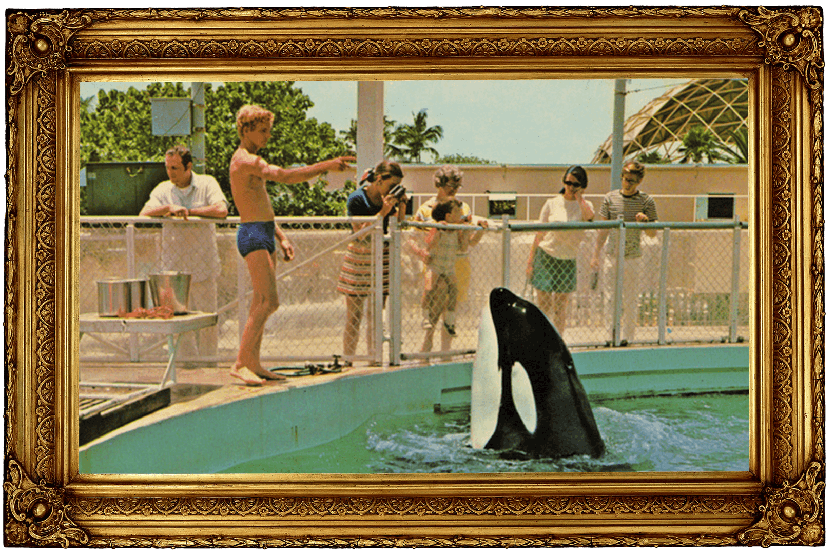 https://investigaciones.petalatino.com/wp-content/uploads/2022/10/ENT-Hugo-Orca-Whale-Miami-Seaquarium-Edited-Frame-VS.png