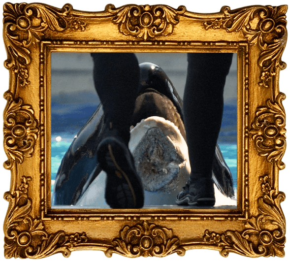 A wounded orca's chin is missing a large chunk of flesh.