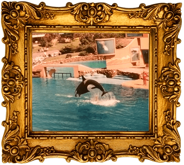 An orca dives into the water in a marine park pool.