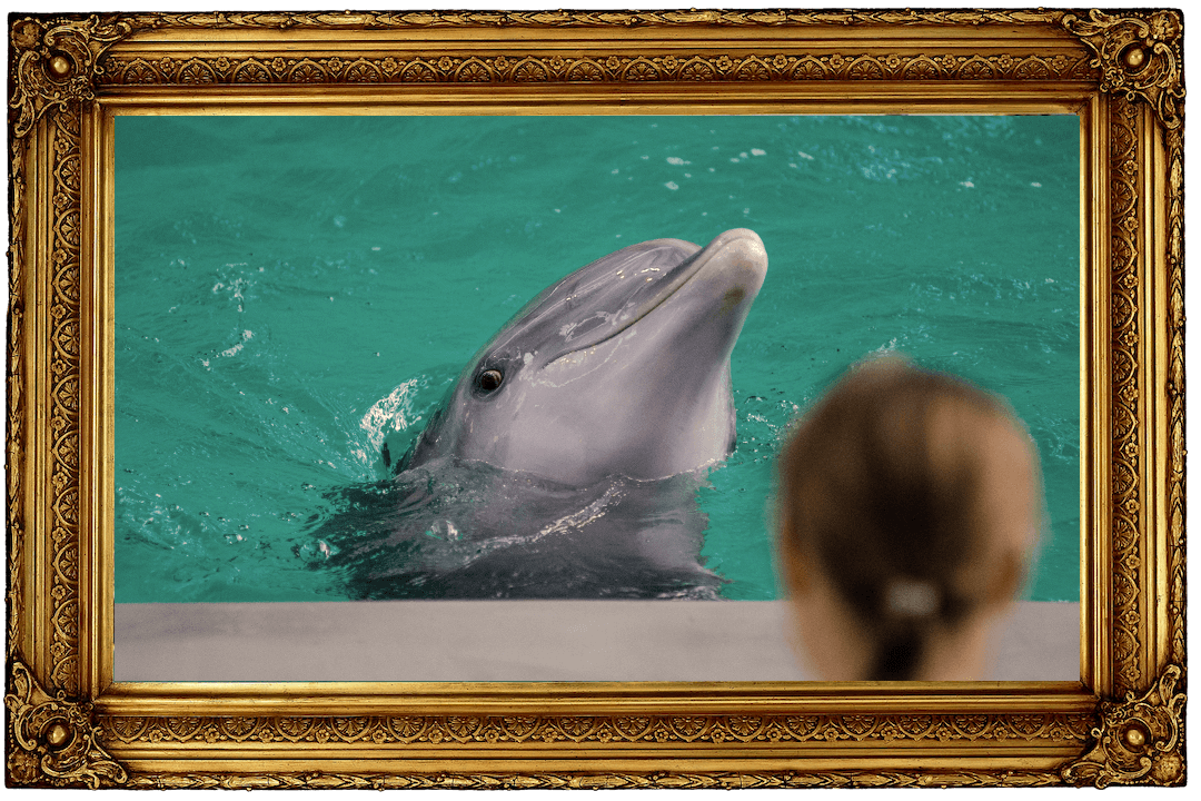 A dolphin peers out of the water in a marine park pool.