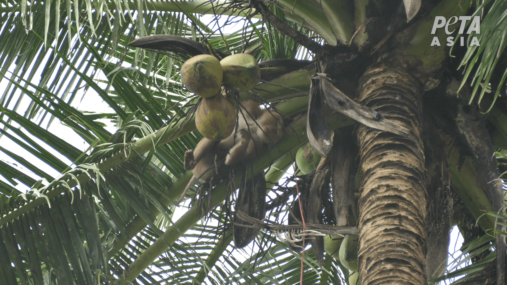 https://investigaciones.petalatino.com/wp-content/uploads/2022/10/VEG-Thai-Coconut-Industry-Monkey-Monkey-picking-coconuts-2.png