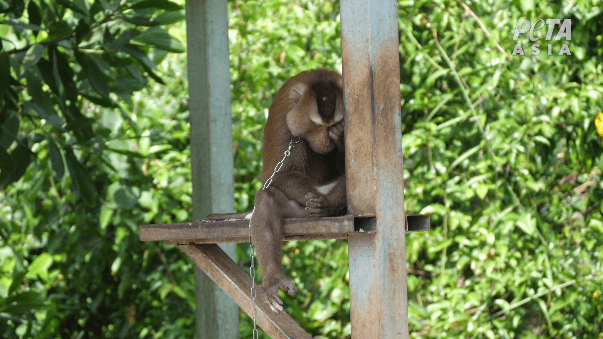 https://investigaciones.petalatino.com/wp-content/uploads/2022/10/VEG-Thai-Coconut-Industry-Monkey-Monkeys-chained-3.png
