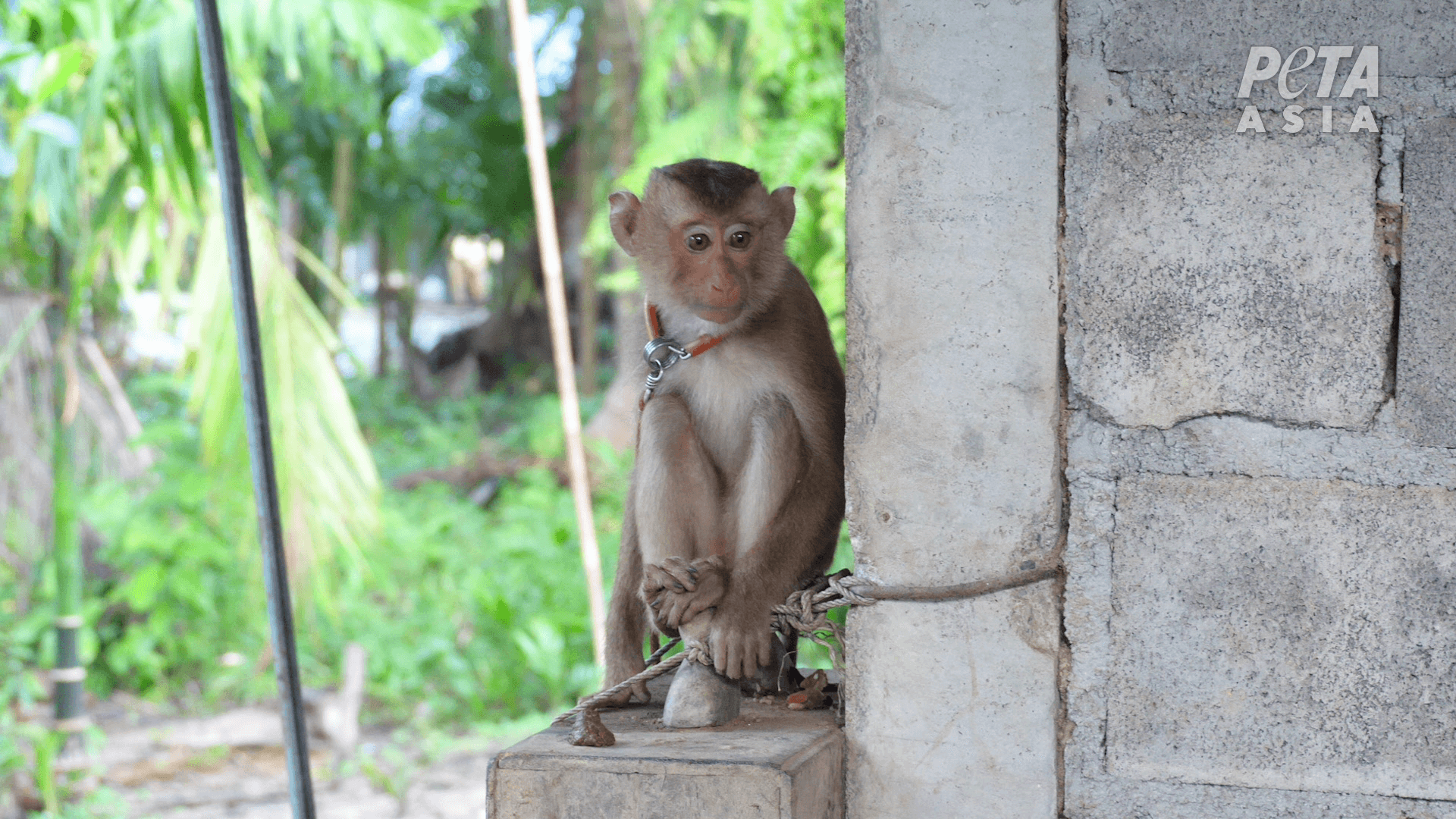 https://investigaciones.petalatino.com/wp-content/uploads/2022/10/VEG-Thai-Coconut-Industry-Monkey-Monkeys-chained-5.png