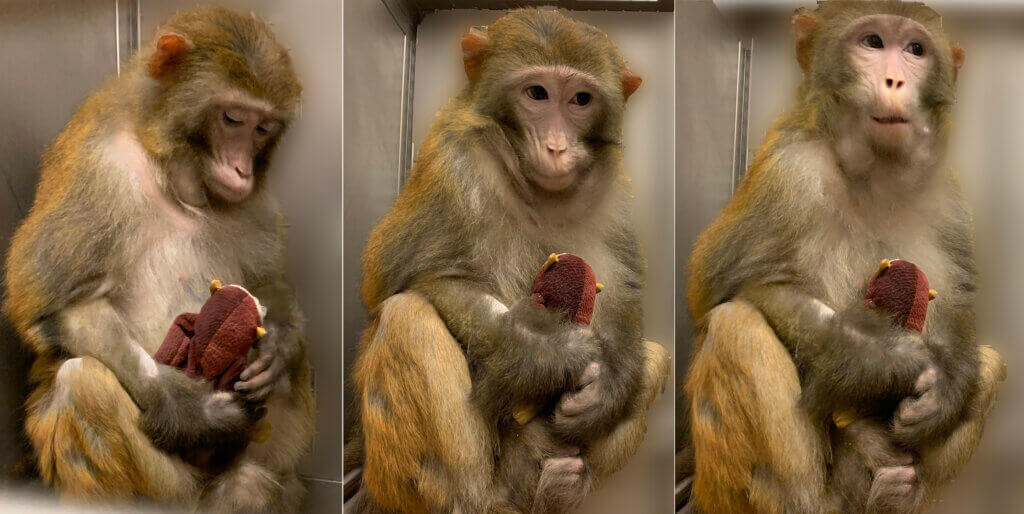 Mother monkey at Harvard clinging to a stuffed animal.