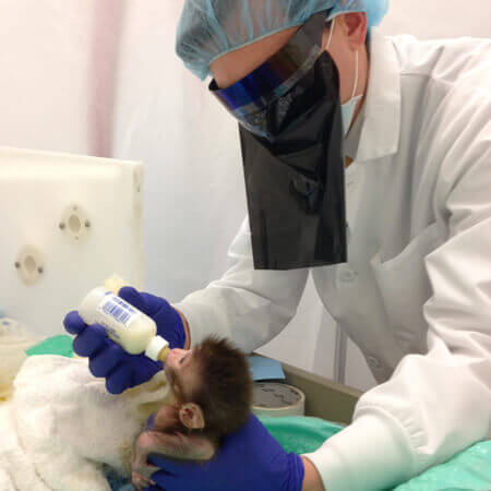 An experimenter wearing a mask bottle feeding a baby monkey at Harvard.