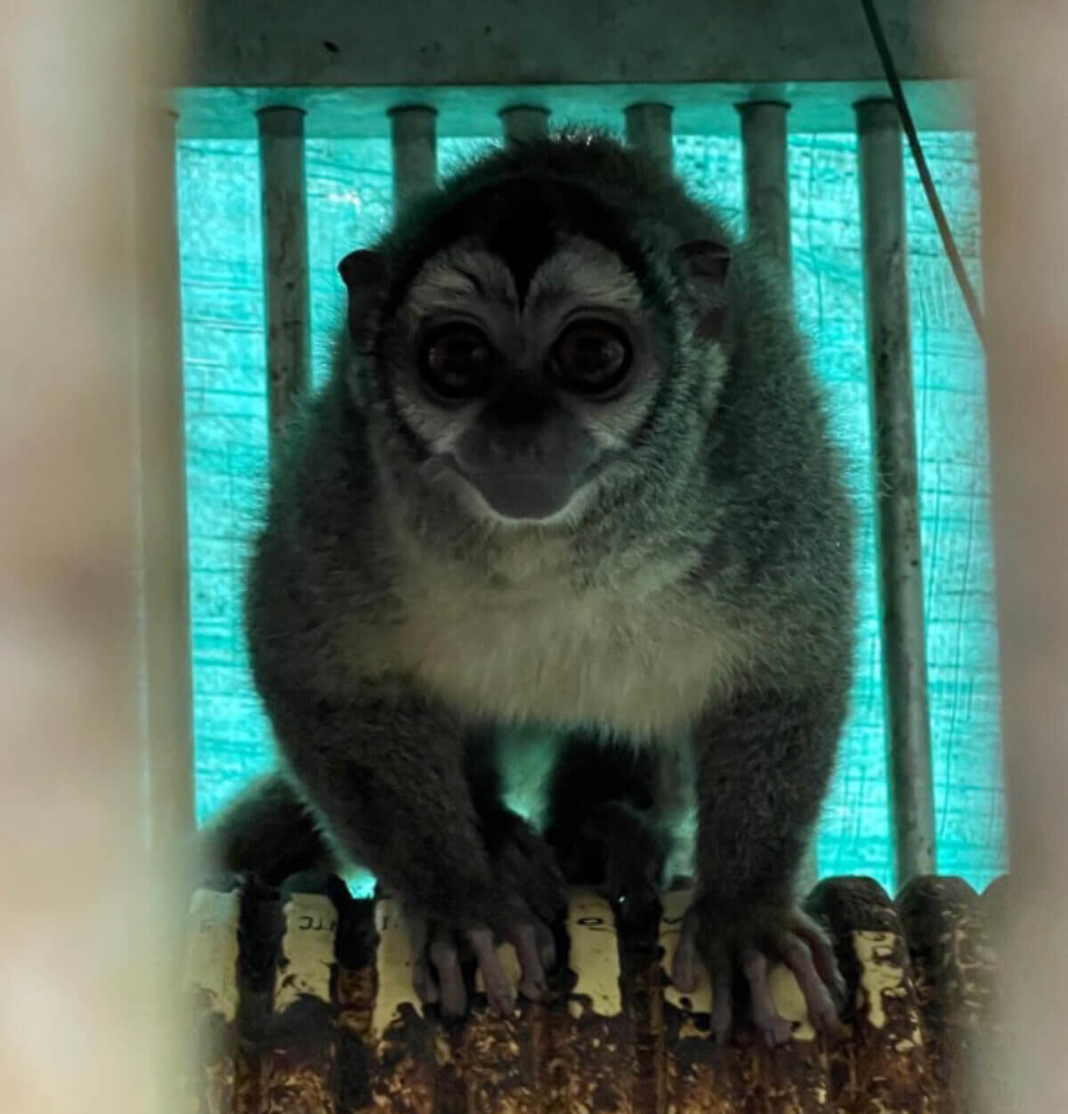 https://investigaciones.petalatino.com/wp-content/uploads/2022/11/VIV-Colombia-Fundacion-Centro-de-Primates-FUCEP-An-Aotus-monkey-perched-on-a-corrugated-pipe-nest-covered-with-feces-PO-VS-e1669239192241.jpg