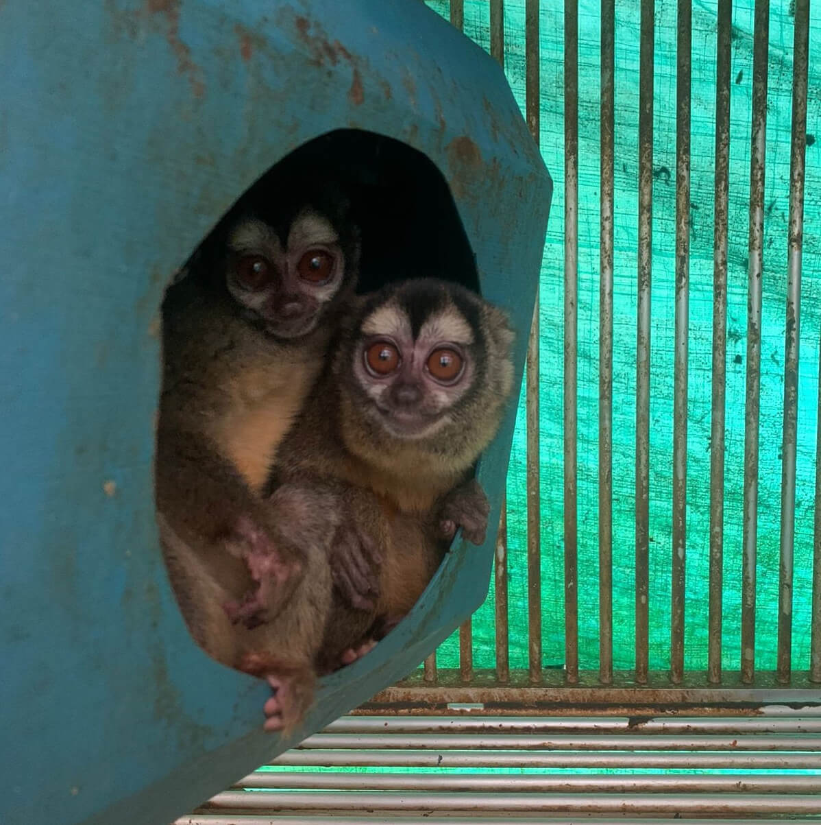 https://investigaciones.petalatino.com/wp-content/uploads/2022/11/VIV-Colombia-Fundacion-Centro-de-Primates-FUCEP-Aotus-monkeys-in-a-nest-cage-is-soiled-with-feces-PO-VS.jpg