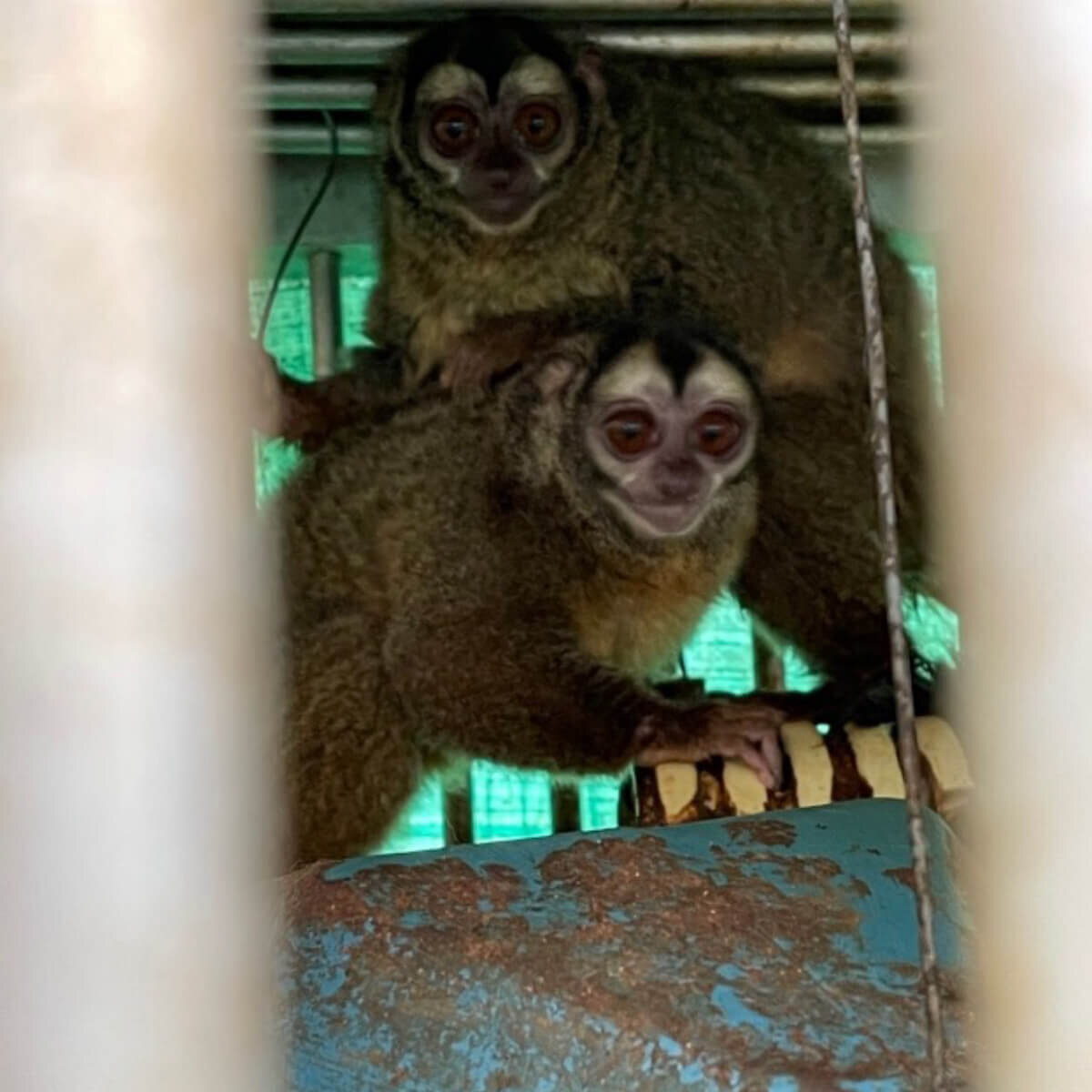 https://investigaciones.petalatino.com/wp-content/uploads/2022/11/VIV-Colombia-Fundacion-Centro-de-Primates-FUCEP-Aotus-monkeys-on-a-soiled-corrugated-pipe-nest-beside-another-feces-caked-nests-PO-VS-e1669239834946.jpg