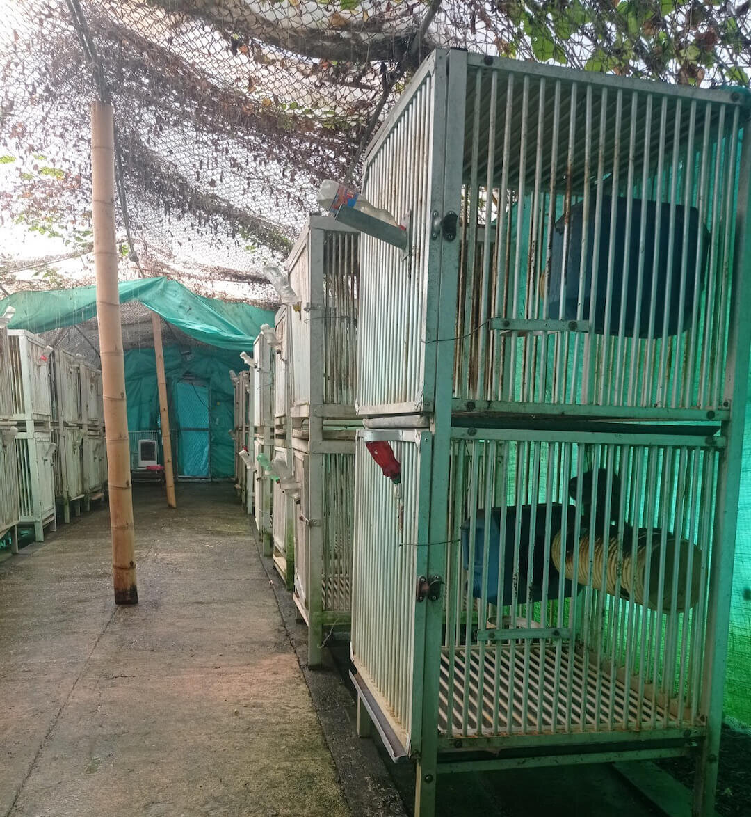 https://investigaciones.petalatino.com/wp-content/uploads/2022/11/VIV-Colombian-Fundacion-Centro-de-Primates-FUCEP-Dirty-cages-on-a-concrete-floor-covered-with-black-and-green-mold-monkeys-PO-VS-e1669239310314.jpg