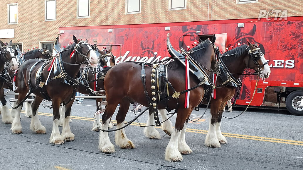 Budweiser Clydesdales parade. The horses are pulling a wagon and have amputated tails.