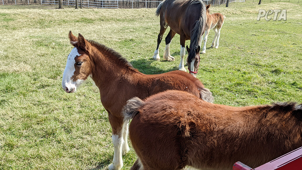 Foals with short tails at Warm Springs Ranch.