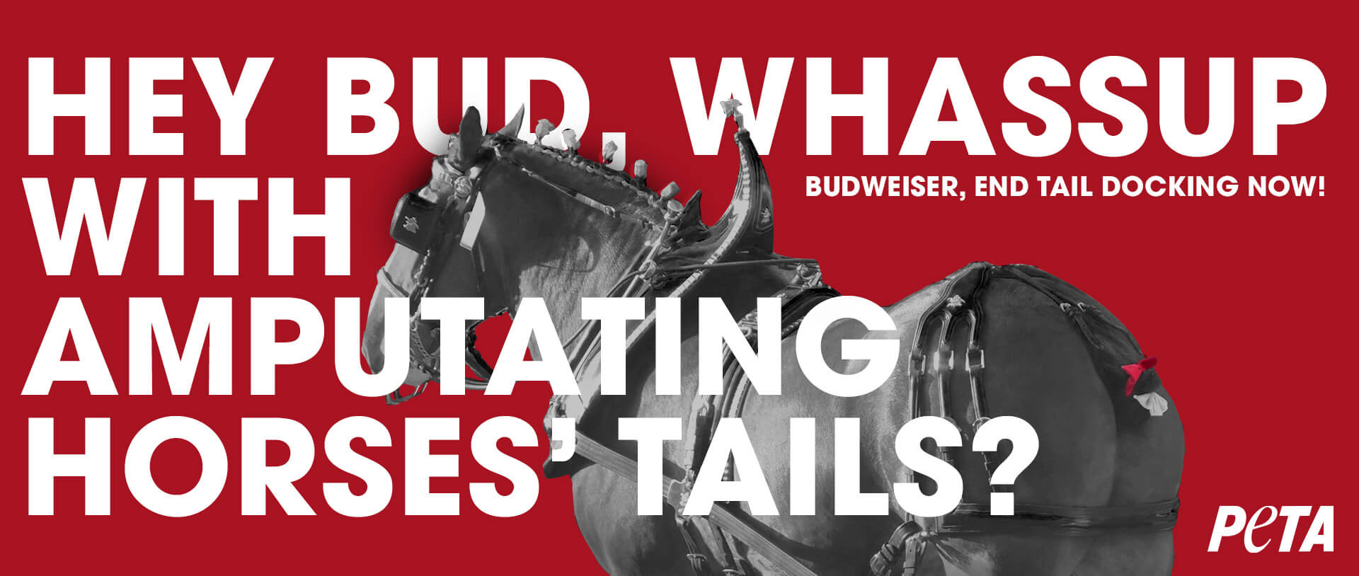 PETA Billboard that says "Hey bud, whassup with amputating horses tails?"