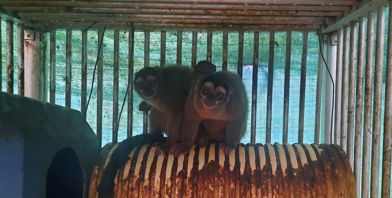 https://investigaciones.petalatino.com/wp-content/uploads/2023/03/VIV-Colombia-Fundacion-Centro-de-Primates-FUCEP-Aotus-monkeys-on-top-of-a-corrugated-pipe-nest-covered-with-feces-public-records-request-VS-e1669239158458.jpg