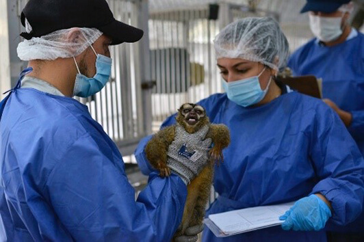 Monkeys being rescued in Colombia