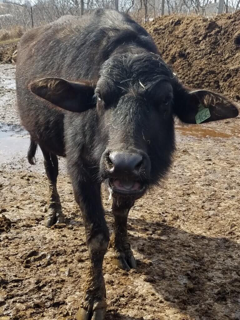 Water Buffalo on farm