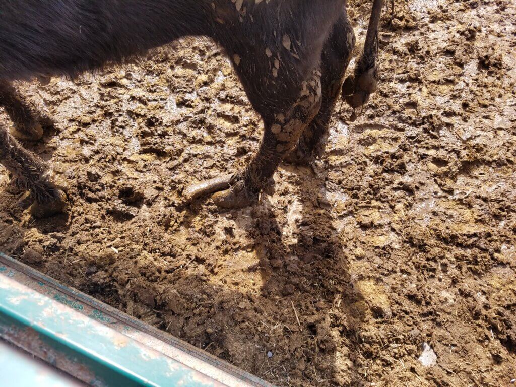 Water Buffalo on farm
