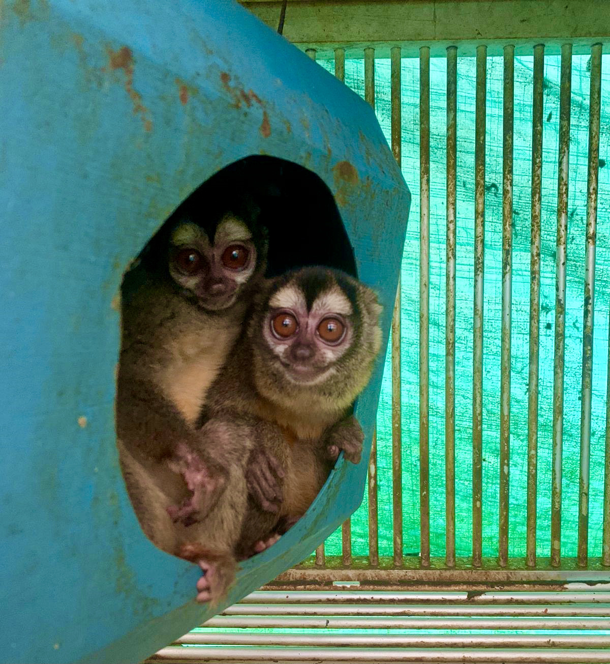Monkeys in Colombia